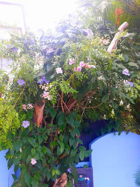 Pousada Los Casarones Florianópolis Exteriör bild